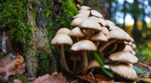 mushrooms with grass beside it