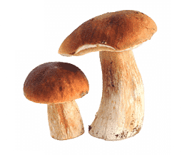 two mushrooms